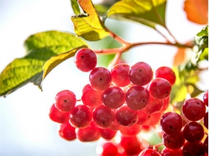 ɳ���Ĺ�Ч������ ����ֹ�ʴٽ�����