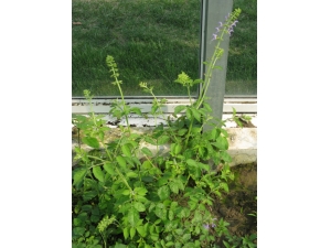 ���ο����ݾ��� ��������Щ��Ч��