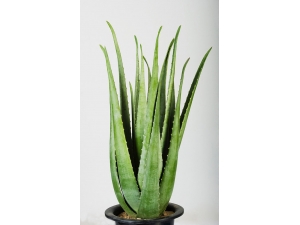 ��«�����ĺô� «�������ʹ����