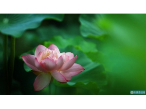 �ɻ�Ҳ��ҩ������Ŷ