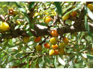 ����Ĺ�Ч������ ������Ƣ������Ŀ