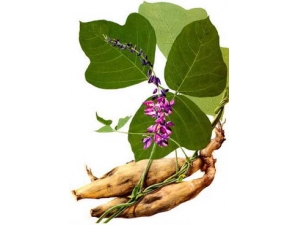 ��ҩ��۵Ĺ�Ч ��۵�ҩ�ü�ֵ