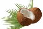 椰子的功效与作用 止咳化痰利尿消肿