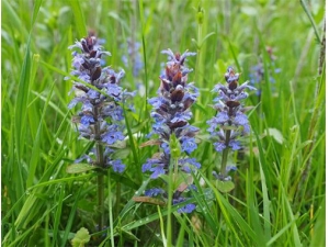 Ŀݲô Ŀݲݵʳ÷͹Ч