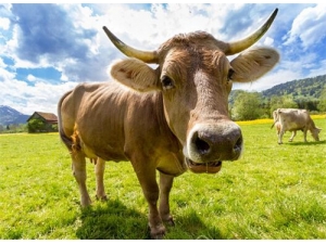 ţ�͵Ĺ�Ч������ Ӫ���ḻ�����ɶ�ʳ