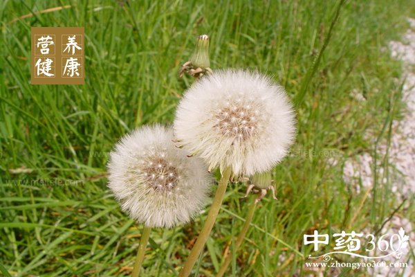 pugongyingdegongxiaoyuzuoyong