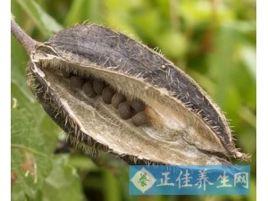 ��֪��������ô��Ч������