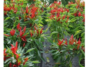 С��⽷�Ĺ�Ч������ ���ʻ������ջ���