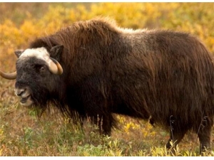 ������ô�� ������÷�������ҩ��