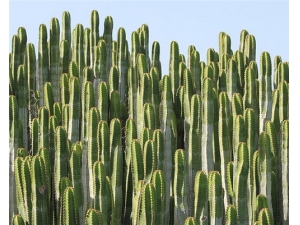 ʳ�������ƵĹ�Ч������ ���ջ�������ʪ