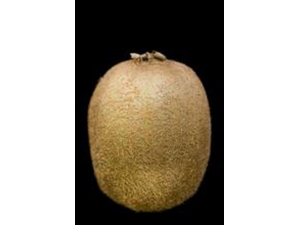 ����ʳ��ɻ��� �̸������������۾�������