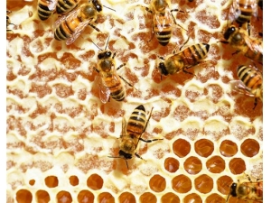 ��Ӽ�Ĺ�Ч������ ����������Ч��