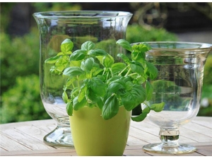 �ʳ�ǰ�Ĺ�Ч������ ��������Ч����