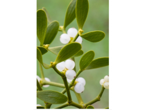 �μ����Ĺ�Ч �����μ�����С֪ʶ