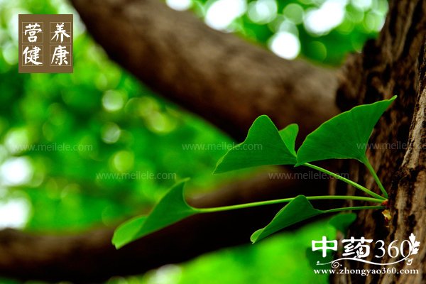 yinxingshuyedezuoyong