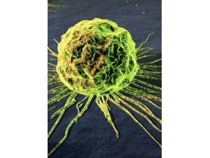 ��ϸ�����ص� ����ʳ�����Ԥ����֢