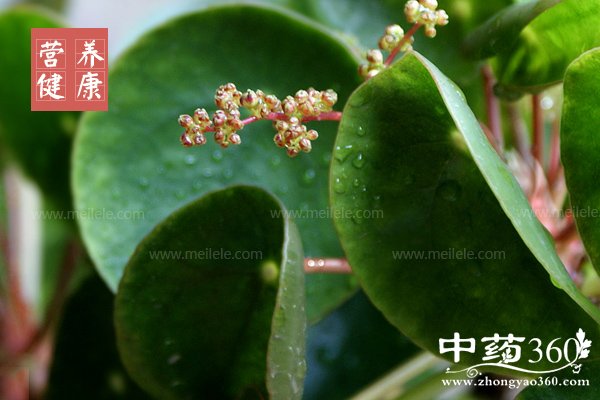 jinqiancaodegongxiaoyuzuoyong