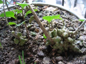 ���ߵĹ�Ч��ʳ������