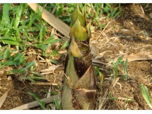 ����Ĺ�Ч������ ���Ʊ���������