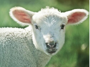 ��ͷ��Ĺ�Ч������ ��ͷ���������ȫ