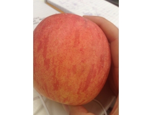 �糿�ո���ƻ������ ƻ����Ӫ����ֵ