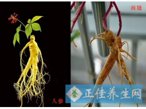 ��ҩ���αװ�� �����������֪��