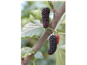 �и��ܳ�ɣ���� �и���ɣ��ע������