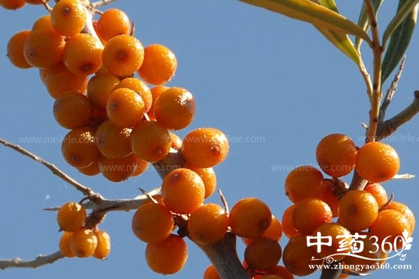 shajidegongxiaoyuzuoyong