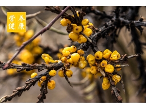 ר�ҽ�����ɳ���Ĺ�Ч�����ü�ʳ�÷���