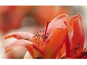 ľ�޻�������Щ���� �����ľ�޻���