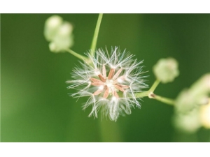 �ѹ�Ӣ��ˮ������Щ�ô� �ѹ�Ӣ��ˮ�ȵĹ�Ч