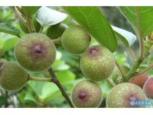 �޻����ɵ�ҩ������