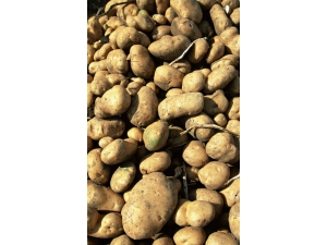 ʳ��Է��н��� ����ʳ���Ƥ���𽡿�