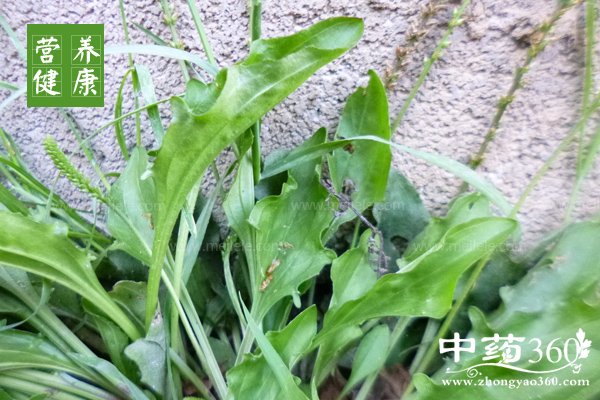 cheqiancaodegongxiaoyuzuoyong