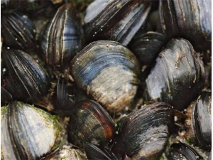 ��ȸ��Ĺ�Ч������ ��ȸ�������