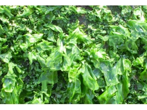 ������Ĺ�Ч������ �������ҩ������