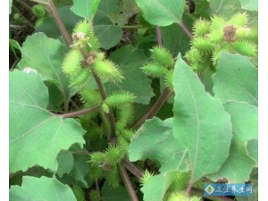 ��ҩ����ҩ������ע������