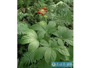 豆浆适合吃那种参 人参的药用价值