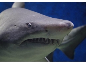 ����ǵĹ�Ч������ �������ô��