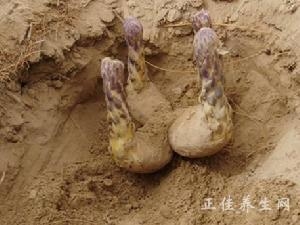 �����صĹ�Ч��Ȼ��ô�� �����ص�ҩ�ü�ֵ