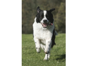 �Թ����ʲô ��Щʳ��ǧ����빷��ͬ��