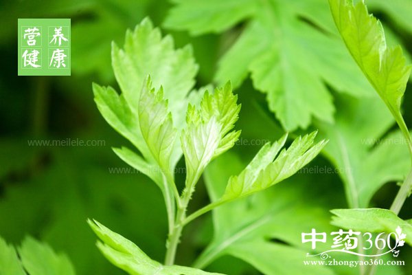 aiyedegongxiaoyufuzuoyong