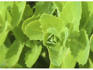 Ұ��˵Ĺ�Ч������ Ұ��˵�����