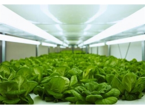 ư���׵Ĺ�Ч������ ư������ô���ó�