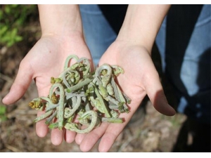 ��è�Ĺ�Ч������ ��è������