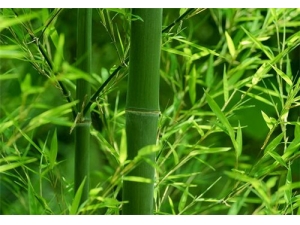 ����Ҷ�Ĺ�Ч������ ����Ҷ��ˮ�ȵĽ���