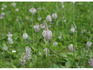 ������Ҷ�Ĺ�Ч������ ������Ҷ��ʳ�÷���