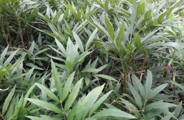 十大功劳叶的附方