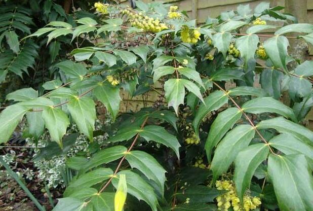 十大功劳叶的临床应用