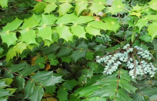 十大功劳叶的药理作用